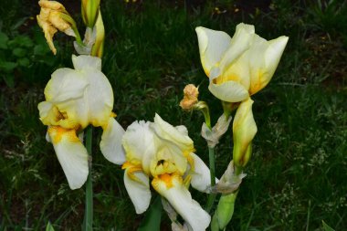 Güneşli yaz gününde bahçede büyüyen güzel irisler 