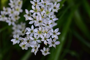 Güneşli bir günde bahçede büyüyen güzel çiçekler. 