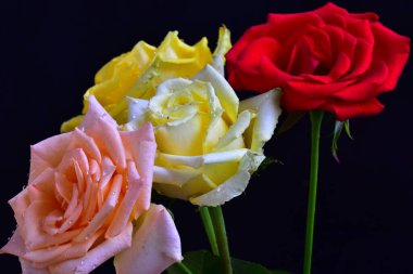 Koyu arkaplanda güzel güller, yaz konsepti, yakın manzara  