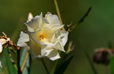 Güneşli bir günde bahçede büyüyen güzel çiçekler. 
