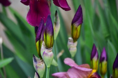 Güneşli yaz gününde bahçede büyüyen güzel irisler 