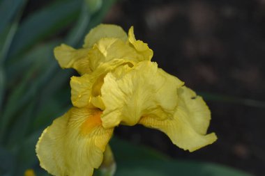 Güneşli yaz gününde bahçede büyüyen güzel göz. 