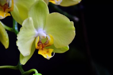 Koyu arkaplanda güzel orkide çiçekleri, yaz konsepti, yakın görüş  