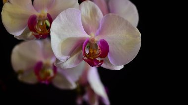 Koyu arkaplanda güzel orkide çiçekleri, yaz konsepti, yakın görüş  