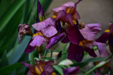 Güneşli yaz gününde bahçede büyüyen güzel irisler 