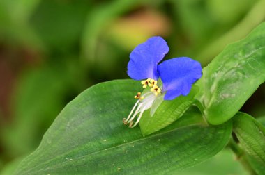 Güneşli bir günde bahçede büyüyen güzel çiçek. 