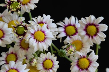 Koyu arkaplanda güzel papatya çiçekleri, yaz konsepti, yakın manzara  