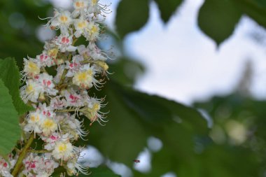Güzel çiçekli kestane ağacı dalları, yakın plan, bahar konsepti.  