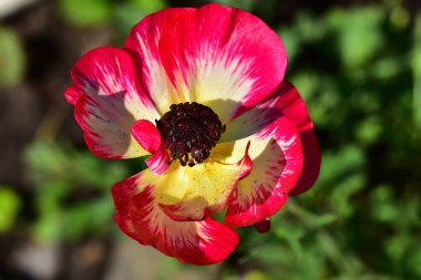 Güneşli bir günde bahçede büyüyen güzel çiçek. 
