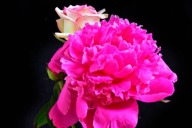 Güzel şakayık demeti ve koyu arkaplanda gül, yaz konsepti, yakın görüş  