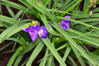 Güneşli yaz gününde bahçede büyüyen güzel irisler 