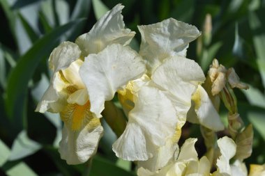 Güneşli yaz gününde bahçede büyüyen güzel irisler 