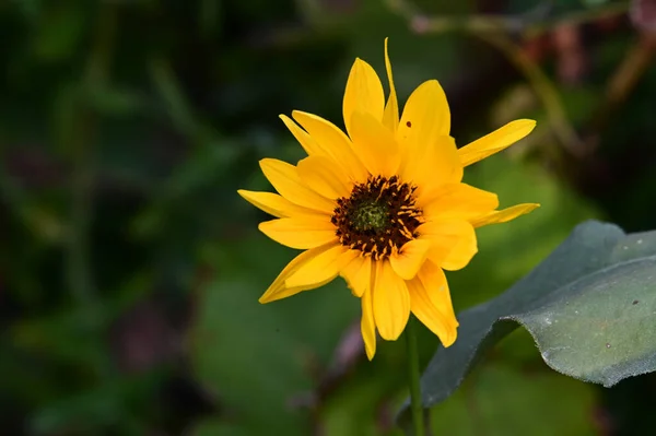 Mooie Bloem Groeien Tuin Zonnige Dag — Stockfoto