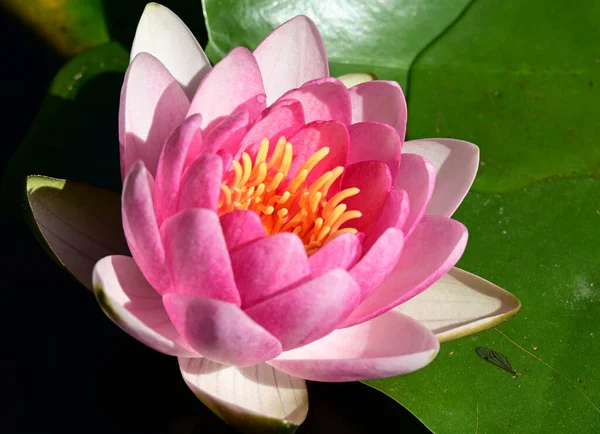 Beautiful Blooming Lotus Growing Pond Summer Day — Stock Photo, Image