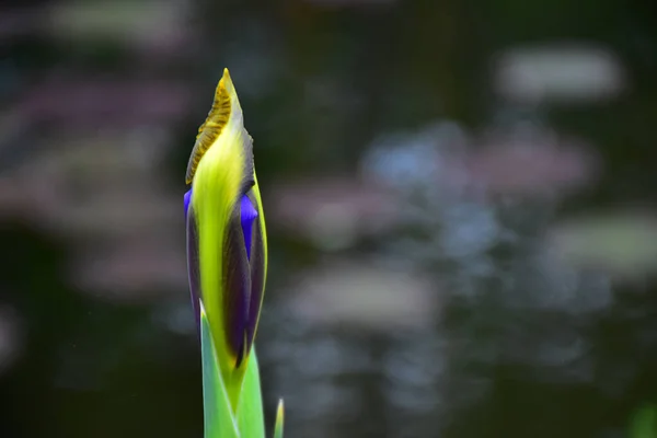 Schöne Iris Wächst Garten Sonnigen Sommertagen — Stockfoto
