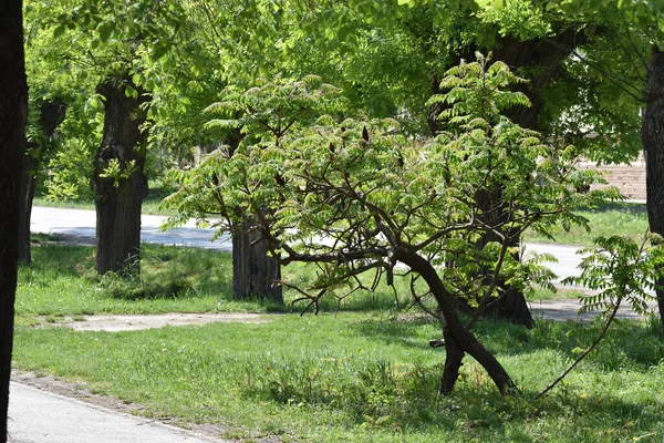 Гілки Дерев Красивому Фоні Неба Впритул Літня Концепція — стокове фото