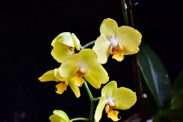 Flores Bonitas Orchid Fundo Escuro Conceito Verão Vista Próxima — Fotografia de Stock