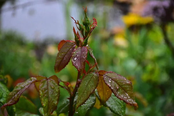 Bela Rosa Planta Crescendo Jardim Dia Ensolarado — Fotografia de Stock