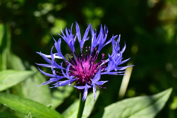 Hermosa Flor Que Crece Jardín Día Soleado —  Fotos de Stock