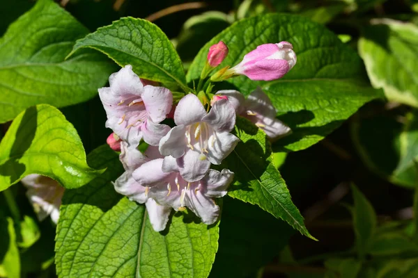 Belles Fleurs Poussant Dans Jardin Soleil Jour — Photo