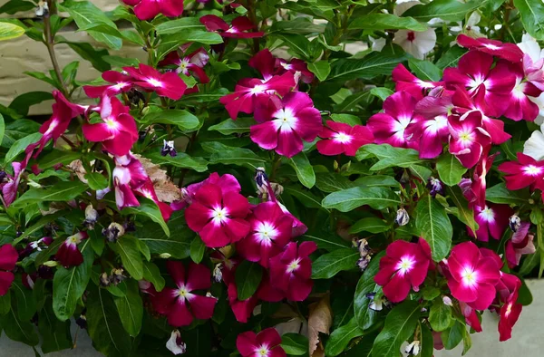 Hermosas Flores Que Crecen Jardín Día Soleado — Foto de Stock