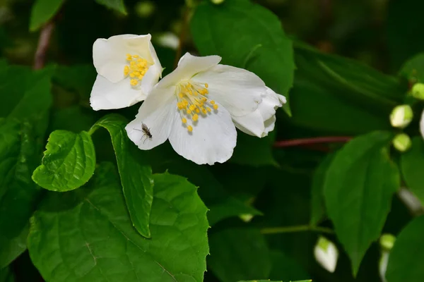Jasmin Blühende Äste Mit Schönen Blüten Nahaufnahme Frühlingskonzept — Stockfoto