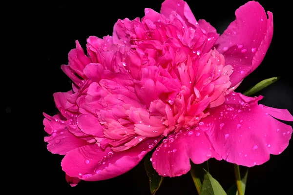 Красива Квітка Півонії Росте Саду Літній Сонячний День — стокове фото
