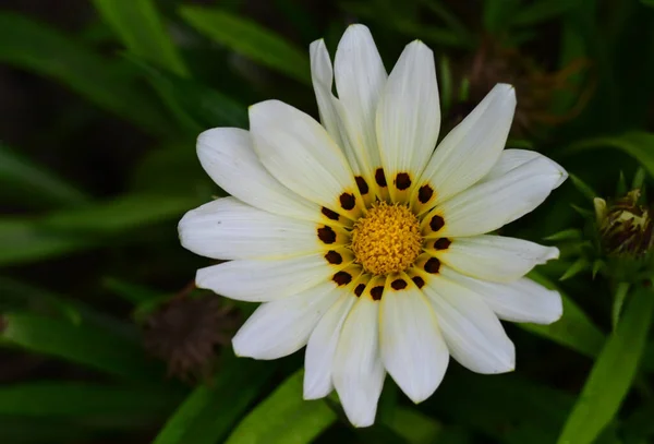 Piękny Kwiat Rośnie Ogrodzie Słoneczny Dzień — Zdjęcie stockowe