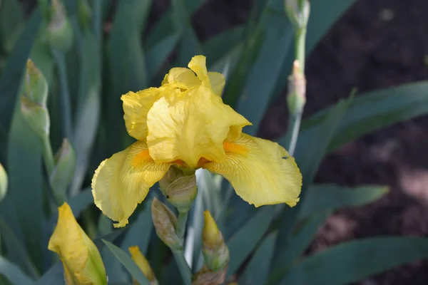 Schöne Schwertlilien Wachsen Garten Sonnigen Sommertagen — Stockfoto