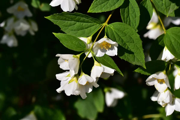 Ramas Árboles Florecientes Jazmín Con Hermosas Flores Primer Plano Concepto —  Fotos de Stock