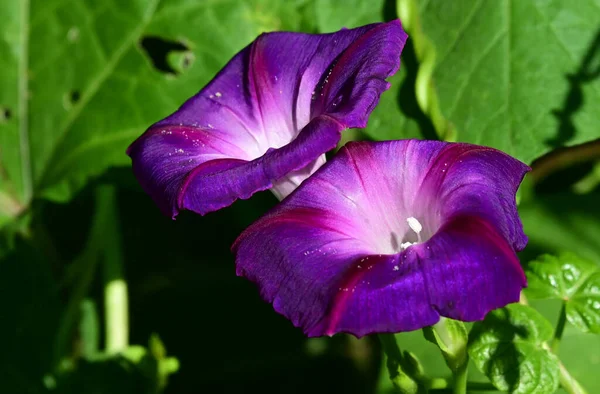 Hermosas Flores Gloria Mañana Creciendo Jardín Verano Día Soleado — Foto de Stock