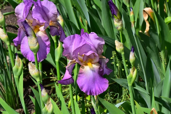beautiful irises growing in garden at summer sunny day