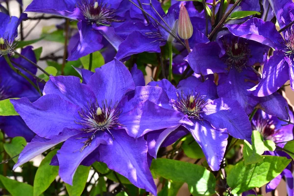 Schöne Clematisblüten Auf Dunklem Hintergrund Sommerkonzept Nahsicht — Stockfoto