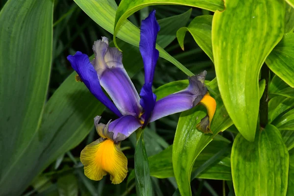 Bella Iride Che Cresce Giardino Estate Giornata Sole — Foto Stock