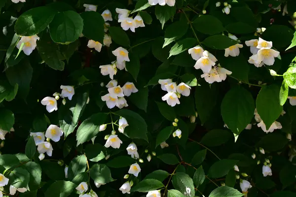 Jasmin Blühende Äste Mit Schönen Blüten Nahaufnahme Frühlingskonzept — Stockfoto