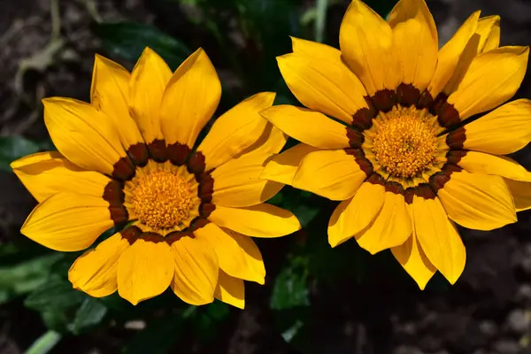 Красивые Цветы Растущие Саду Солнечный День — стоковое фото