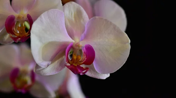 Schöne Orchideenblüten Auf Dunklem Hintergrund Sommerkonzept Nahsicht — Stockfoto