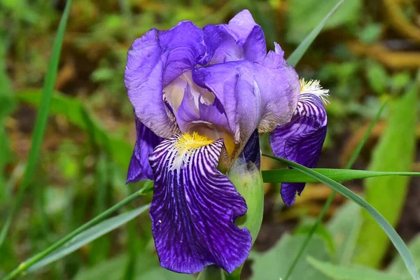 Güneşli yaz gününde bahçede büyüyen güzel göz. 