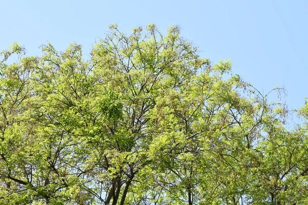 Güzel gökyüzü arka planında dallar, yakın plan, yaz konsepti  