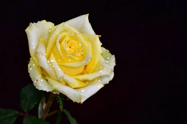 Hermosa Flor Rosa Creciendo Jardín Día Soleado — Foto de Stock