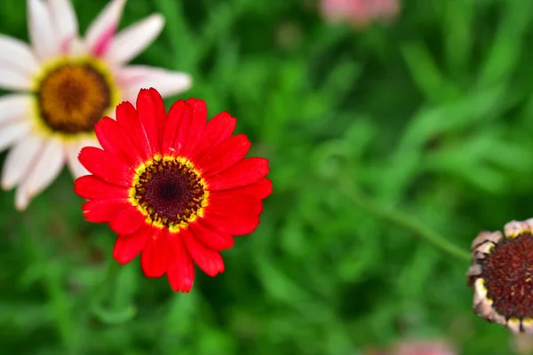 Vackra Blommor Xer Trã Dgã Rden Solig Dag — Stockfoto