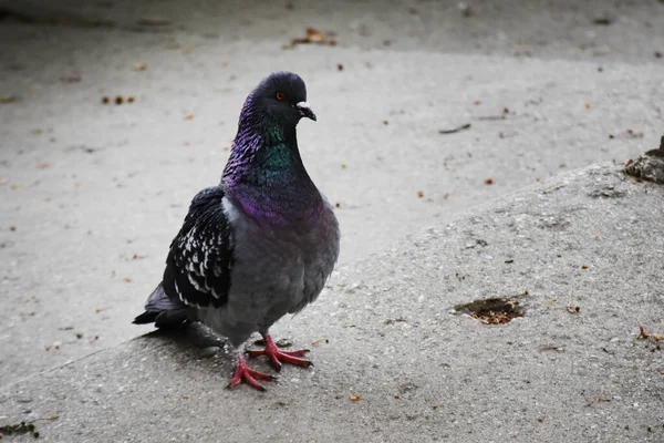 Pequeno Pombo Bonito Sentado Livre Vista Perto — Fotografia de Stock