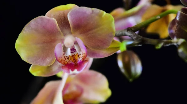 Flores Bonitas Orchid Fundo Escuro Conceito Verão Vista Próxima — Fotografia de Stock