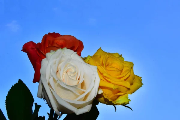 Schöne Rosen Auf Himmelshintergrund Sommerkonzept Nahsicht — Stockfoto