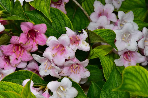 Bellissimi Fiori Che Crescono Giardino Nella Giornata Sole — Foto Stock