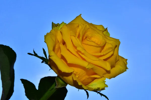 Schöne Rosenblume Auf Himmelshintergrund Sommerkonzept Nahsicht — Stockfoto