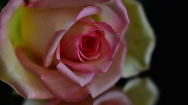 Vacker Ros Blomma Mörk Bakgrund Sommar Koncept Nära Utsikt — Stockfoto