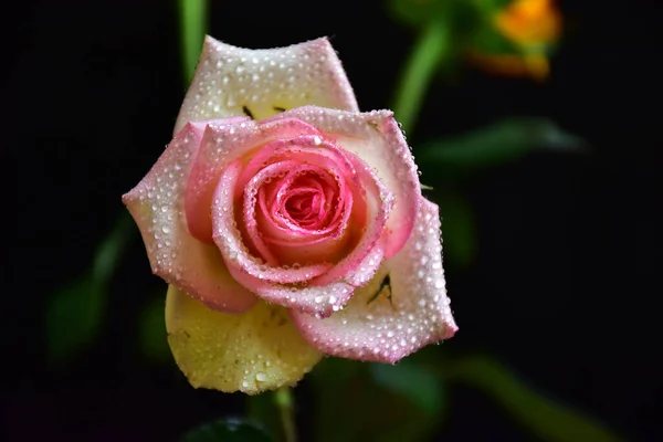 Bela Rosa Flor Crescendo Jardim Dia Ensolarado — Fotografia de Stock