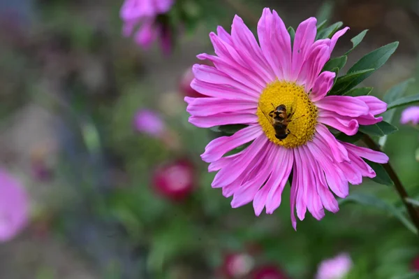 Hermosa Flor Que Crece Jardín Día Soleado — Foto de Stock