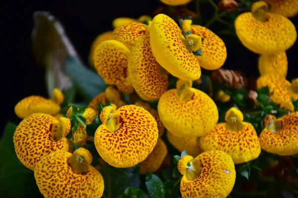 Schöne Orchideenblüten Auf Dunklem Hintergrund Sommerkonzept Nahsicht — Stockfoto